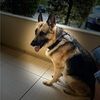 leo_max2006